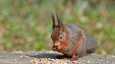 Eichhörnchen (12).jpg